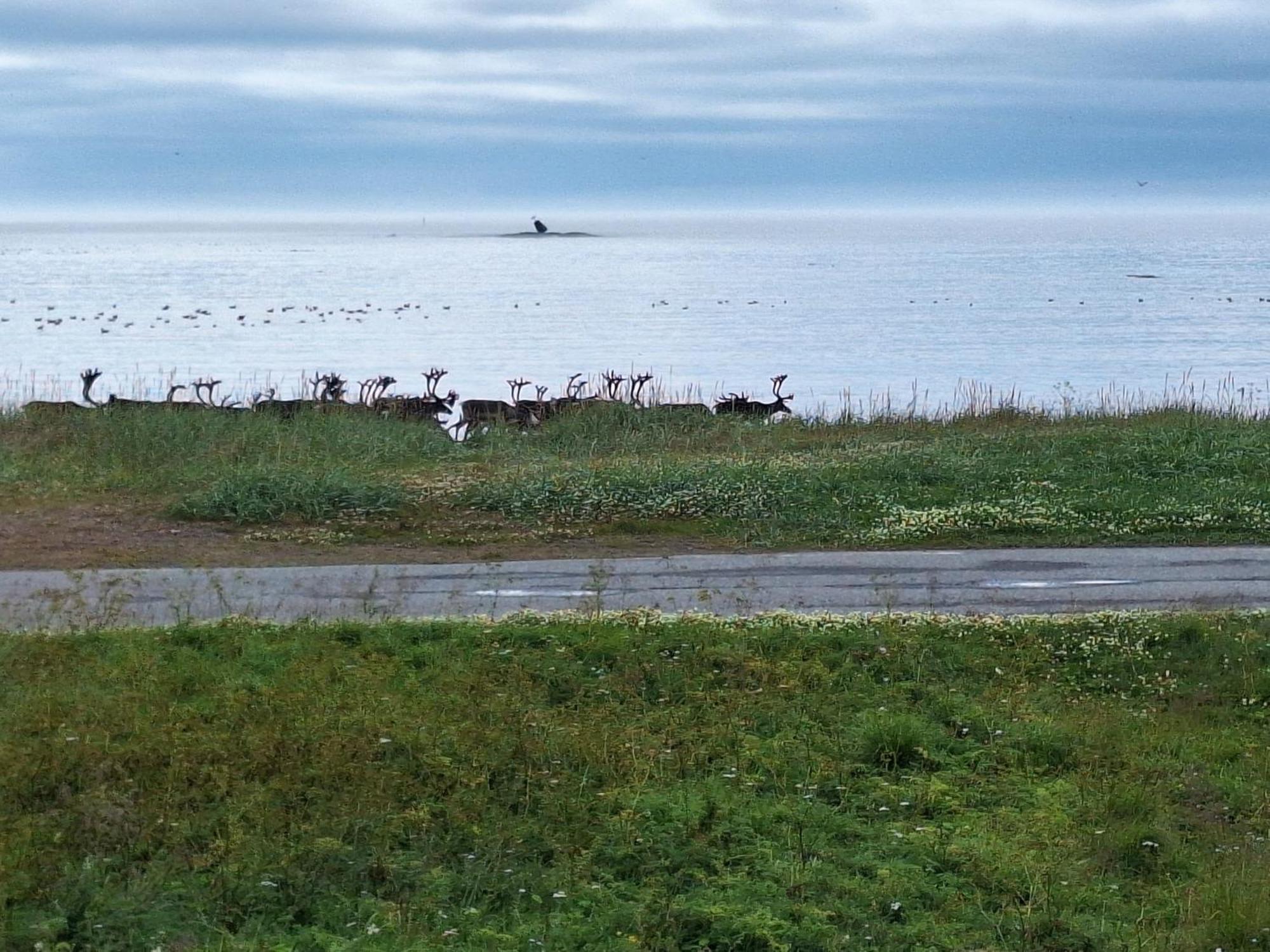 Feriehus Ved Barentshavet - Holiday Home By The Barents Sea Ytre Kiberg Ngoại thất bức ảnh